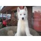 Siberian Husky Welpen - Hündin