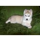 Siberian Husky Welpen - Hündin