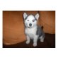 Siberian Husky Welpen - Hündin