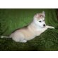 Siberian Husky Welpen - Hündin