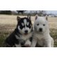 Siberian Husky Welpen - Hündin
