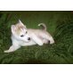 Siberian Husky Welpen - Hündin
