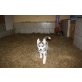 Siberian Husky Welpen - Hündin