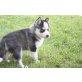 Siberian Husky Welpen - Hündin