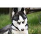 Siberian Husky Welpen - Hündin