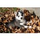 Siberian Husky Welpen - Hündin