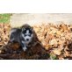 Siberian Husky Welpen - Hündin