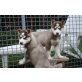 Siberian Husky Welpen - Hündin