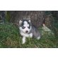 Siberian Husky Welpen - Hündin
