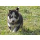 Siberian Husky Welpen - Hündin