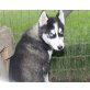 Siberian Husky Welpen - Hündin