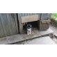 Siberian Husky Welpen - Hündin