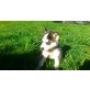 Siberian Husky Welpen - Hündin