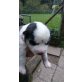 Siberian Husky Welpen - Hündin