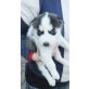 Siberian Husky Welpen - Hündin