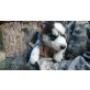 Siberian Husky Welpen - Hündin