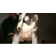 Siberian Husky Welpen - Hündin