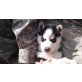 Siberian Husky Welpen - Hündin