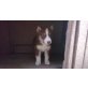 Siberian Husky Welpen - Hündin