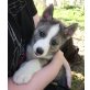 Siberian Husky Welpen - Hündin