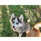 Siberian Husky Welpen - Hündin