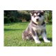 Siberian Husky Welpen - Hündin