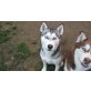 Siberian Husky Welpen - Hündin
