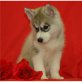 Siberian Husky Welpen - Hündin