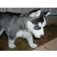 Siberian Husky Welpen - Hündin