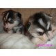 Siberian Husky Welpen - Hündin