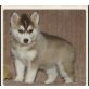 Siberian Husky Welpen - Hündin
