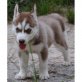 Siberian Husky Welpen - Hündin