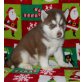 Siberian Husky Welpen - Hündin