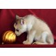 Siberian Husky Welpen - Hündin