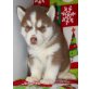 Siberian Husky Welpen - Hündin