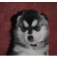 Siberian Husky Welpen - Hündin