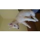 Siberian Husky Welpen - Hündin
