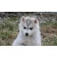 Siberian Husky Welpen - Hündin