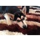 Siberian Husky Welpen - Hündin