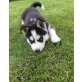 Siberian Husky Welpen - Hündin