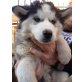 Siberian Husky Welpen - Hündin