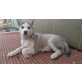 Siberian Husky Welpen - Hündin