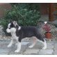 Siberian Husky Welpen - Hündin
