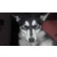 Siberian Husky Welpen - Hündin