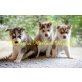Siberian Husky Welpen - Hündin