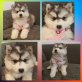 Siberian Husky Welpen - Hündin