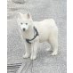Siberian Husky Welpen - Hündin