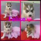 Siberian Husky Welpen - Hündin