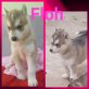 Siberian Husky Welpen - Hündin