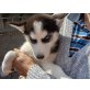 Siberian Husky Welpen - Hündin